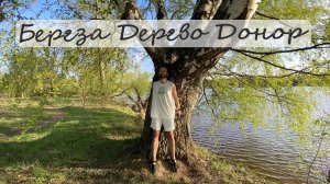Береза Дерево - Донор Как победить стресс Дерево Жизни Энергия деревьев Лечение деревом