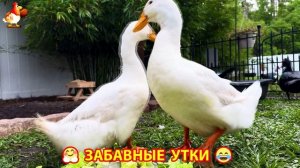 Забавные утки мускусные и пекинские на свободном выгуле со своими друзьями ч.(399) ❣️🤗😂