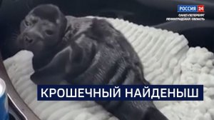 ВЕСТИ 24 Санкт-Петербург от 28.05.2026