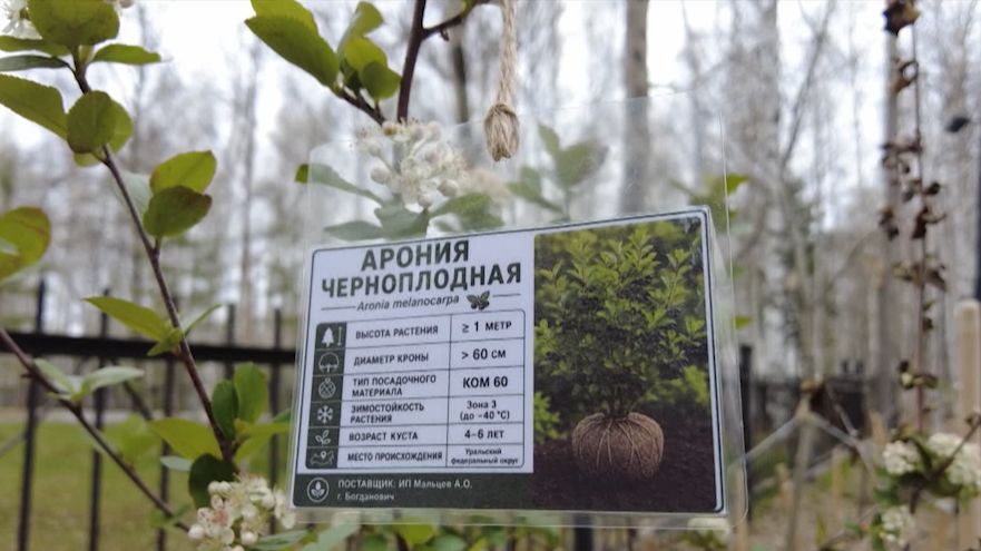Аллея аронии черноплодной появилась в Нижневартовске