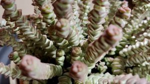 Крассула Хоттентот (Crassula Hottentot) - нефритовое ожерелье