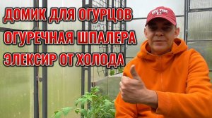 Огурцы на грани гибели! Что делать, если ударили майские холода: простой СПОСОБ для майской непогоды