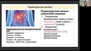 ПИЩЕВАРИТЕЛЬНАЯ СИСТЕМ (12 перстная и толстая кишка)