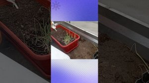 Подкормила лук/ высадила помидоры. Наделала делов, теперь расхлебываю!)))