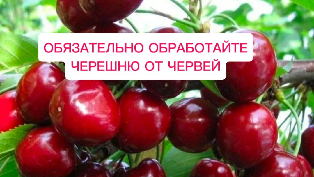 Обработка сада от червей в черешне. Вишневая муха.