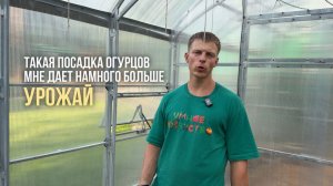 Такая посадка огурцов мне дает НАМНОГО больше урожай