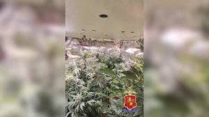 Владимирские полицейские выявили наркодельца, выращивавшего коноплю в подвале дачного дома