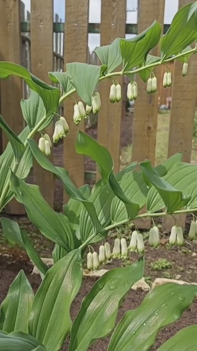 Садовый ландыш Купена и папоротник.