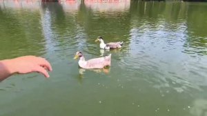 2мишка морковки 3связки листа салата и булка хлеба 1мешок зобрали?