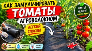 Лёгкий способ! Как замульчировать растущие томаты агроволокном.