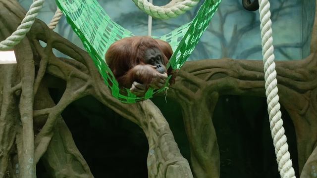 БОЛЬШИЕ ОБЕЗЬЯНЫ