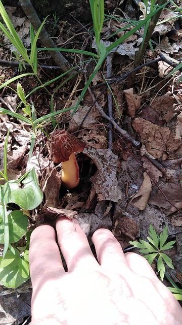 ✔Строчки🌿 и сморчки🍄✔