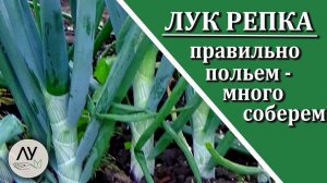 Как поливать лук в открытом грунте правильно: мой опыт полива лука от посадки до урожая
