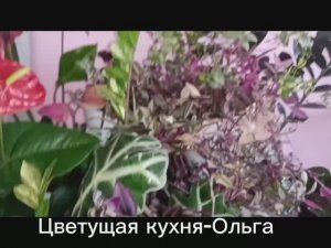 В чем росс .как поливали.чем удобряли! большие рахисы замиокулькаса,