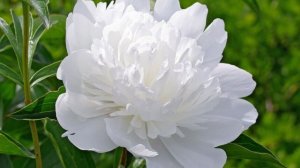 РАКИ.✨ Ваш ИЮНЬ 2026 года. ✨✨✨ Прогноз на картах Таро.