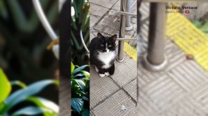 Доброе утречко, Барсик нашёл телефон и что же сделал? 🤗👍😻