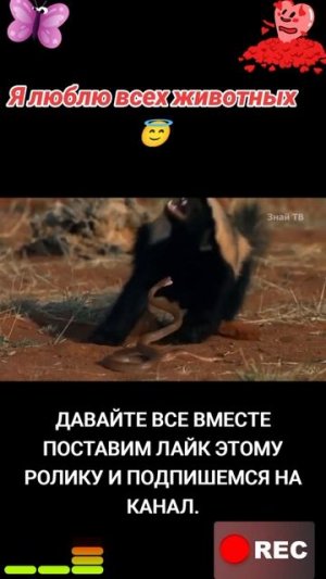 Животные приколы и не только🙂