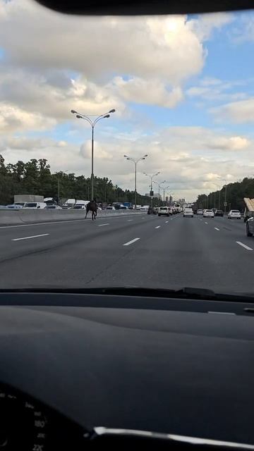 Конь на МКАДе смотреть онлайн