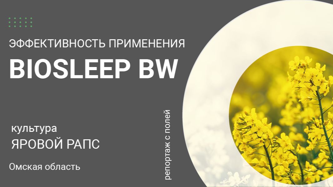 Репортаж с полей. Эффективность применения BioSleep BW на рапсе