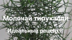 Эуфорбия или Молочай Тирукали