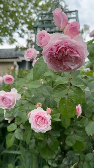 Оливия Роуз 🌸 смотреть онлайн