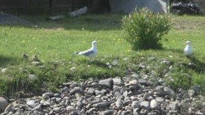 Птенцы чайки