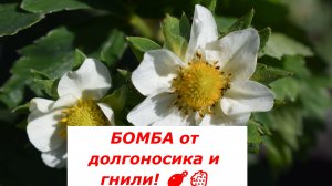 Экстренная био-смесь для клубники во время цветения: бьем по долгоносику и гнили одновременно!