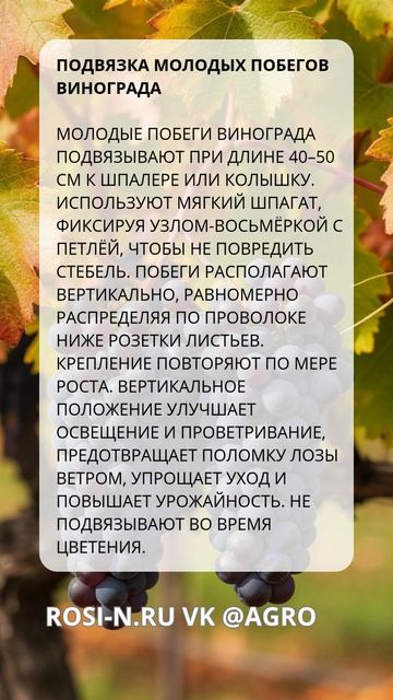 Подвязка молодых побегов винограда