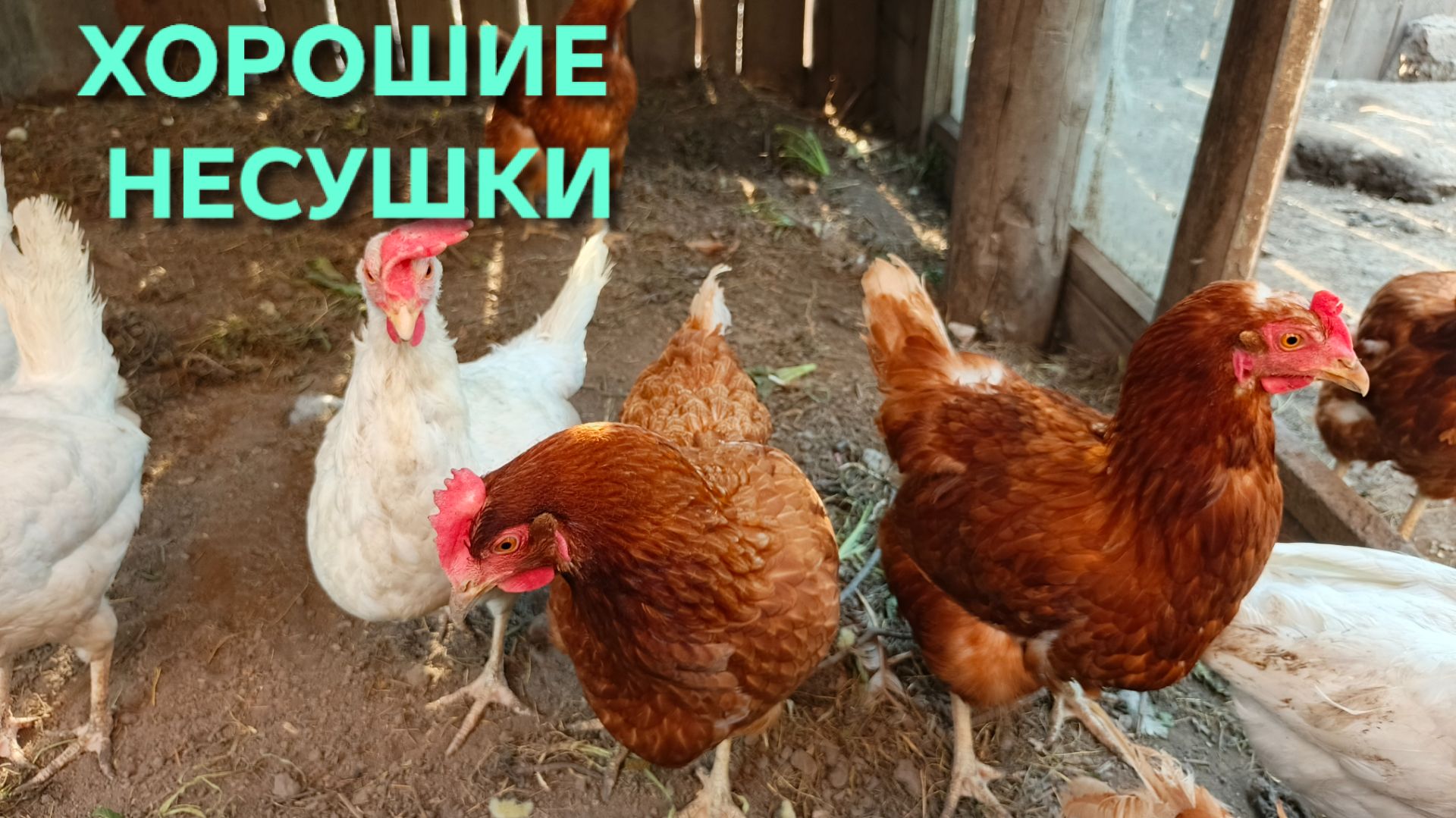 Мои куры за стабильность Несутся как по договору