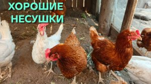 Мои куры за стабильность Несутся как по договору
