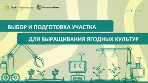 Выбор и подготовка участка для выращивания ягодных культур