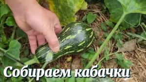 Собираем кабачки, чтобы продать их, и приготовить еду вместе с семьёй.