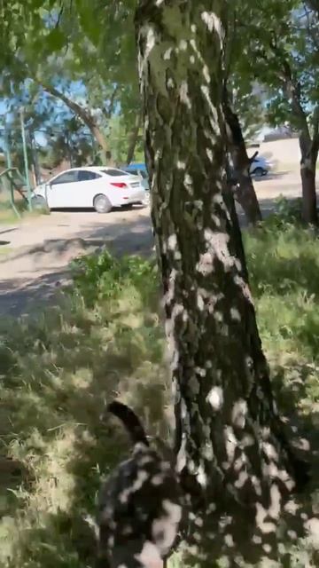 Коржик. Самый быстрый.