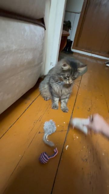 Котя смотреть онлайн