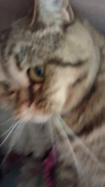 моя кошка не скинволкер