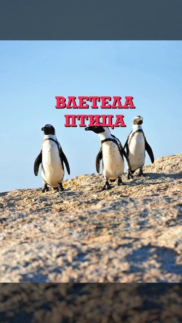 Если в окно влетела птица