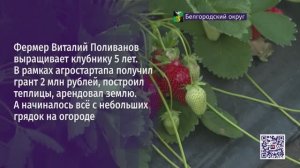 Фермер Виталий Поливанов выращивает клубнику 5 лет