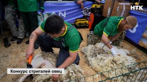 В рамках XXVI Российской выставки племенных овец и коз состоялся конкурс стригалей
