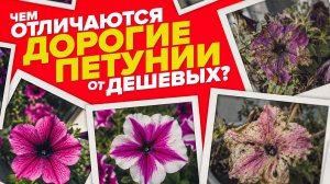 ДОРОГИЕ И ДЕШЕВЫЕ ПЕТУНИИ. В ЧЕМ РАЗНИЦА