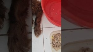 Борьба за жизнь Шоколадки продолжается
