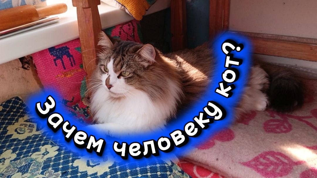 ЗАЧЕМ ЧЕЛОВЕКУ КОТ?