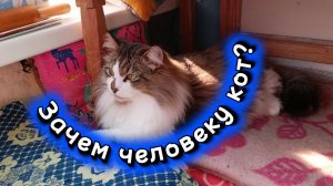 ЗАЧЕМ ЧЕЛОВЕКУ КОТ?