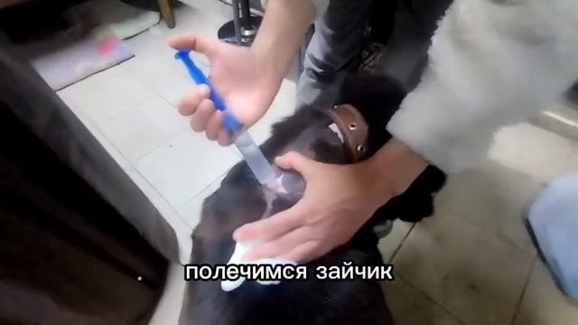 Рекс заживает