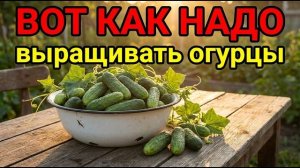 Огурцы от семечки до урожая — единственное видео, которое вам нужно!