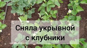 Сняла спанбонд с клубники