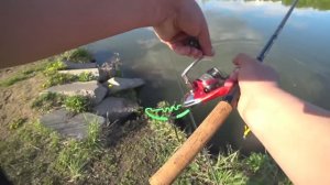 рыбалка на КАРПА на САЛО с ЧЕСНОКОМ.