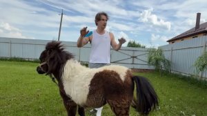 СМОТРЕТЬ ДО КОНЦА  . СЕРЁГА СПАС ПОНИ  ОТ НЕХОРОШЕГО ЧЕЛОВЕКА .