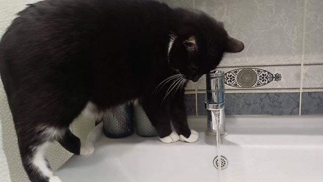 Кот- водопроводчик)) смотреть онлайн