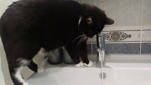 Кот- водопроводчик))