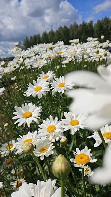 цветы смотреть онлайн